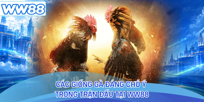 Các giống gà đáng chú ý trong trận đấu tại WW88